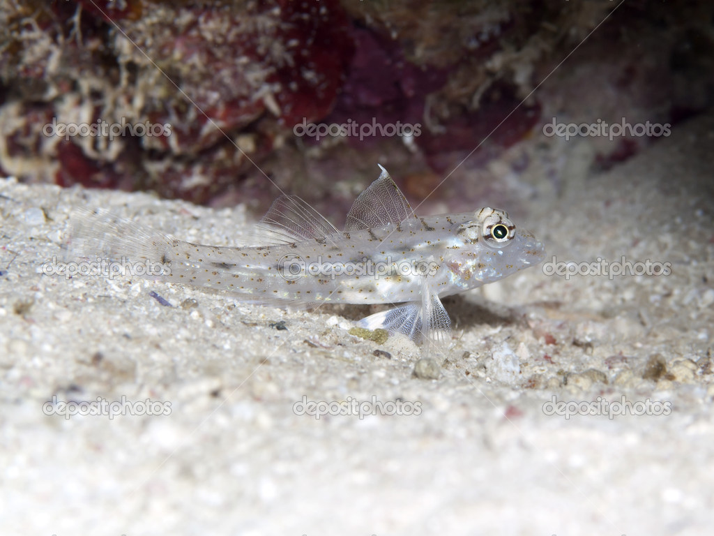 Imagens de Sand goby sem royalties | DepositPhotos, image size:1024x768