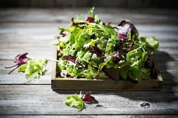 Salada — Fotografia de Stock