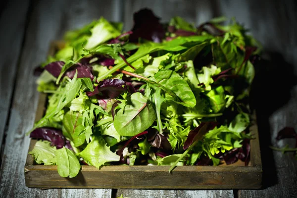 Sallad — Stockfoto