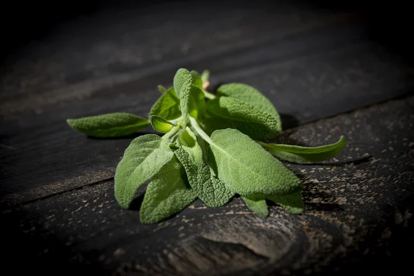 Sage, Salbei — Stock Photo, Image