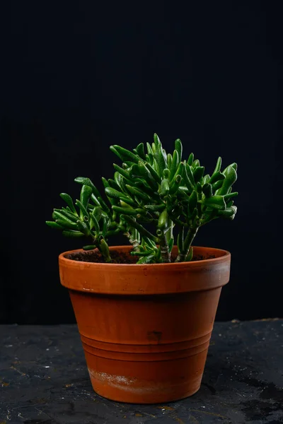 Siyah arkaplanda kilden bir çömlekte krasula