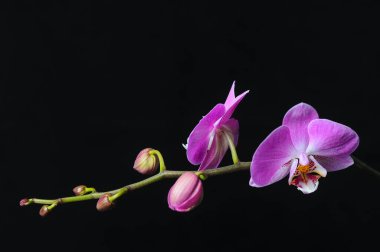 Siyah arkaplanda pembe çiçek orkidesi. 