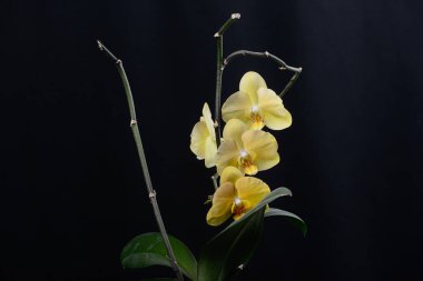 Sarı çiçekler, siyah arkaplanda orkide penisi. 