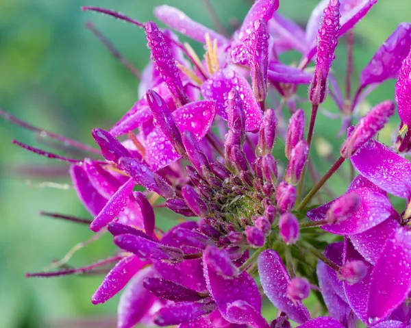 Trädgård blommor — Stockfoto