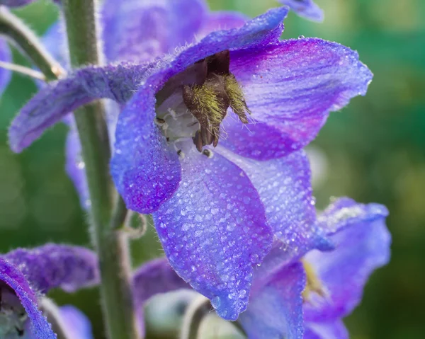 Gartenblumen — Stockfoto