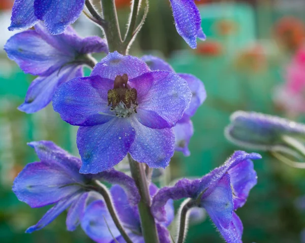 Gartenblumen — Stockfoto