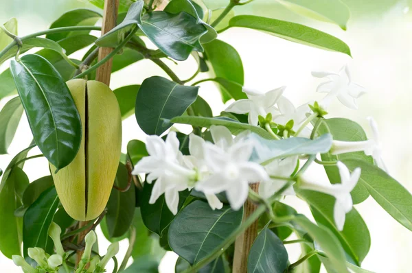 Stephanotis