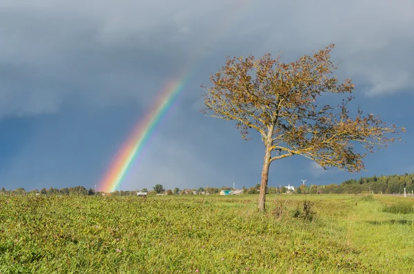 Rainbow és a fa — Stock Fotó