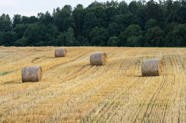 The bales — Stock Photo, Image