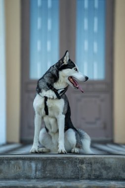 Bir köpek cinsi Merdivenlerde oturan Husky