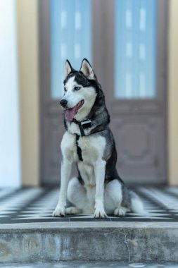 Bir köpek cinsi Merdivenlerde oturan Husky