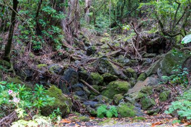 Çöktükten sonra ormanda bir yığın taş. Madeira Adası.