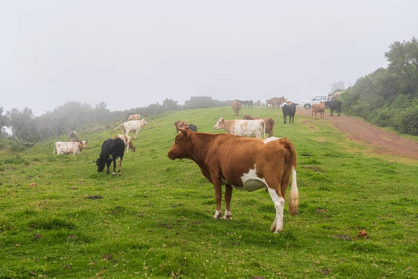 Cows Pasture Madeira Island Summertime — Stock Photo, Image