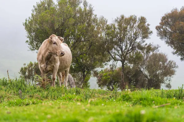 Коровы Пастбище Острове Мадейра Лето — стоковое фото