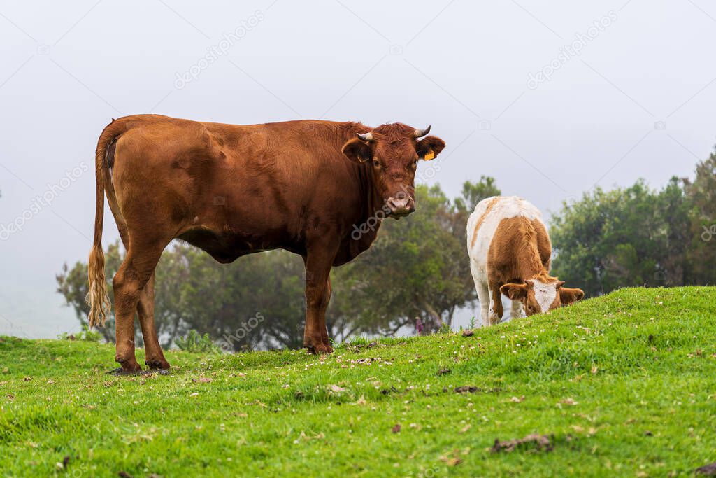Cows on pasture on Madeira island. Summertime.