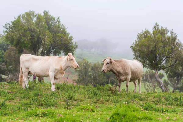 Vaches Pâturage Sur Île Madère Été — Photo