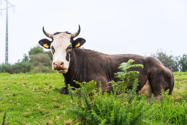 Vaches Pâturage Sur Île Madère Été — Photo