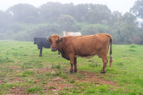 Kühe Auf Der Weide Auf Madeira Sommerzeit — Stockfoto