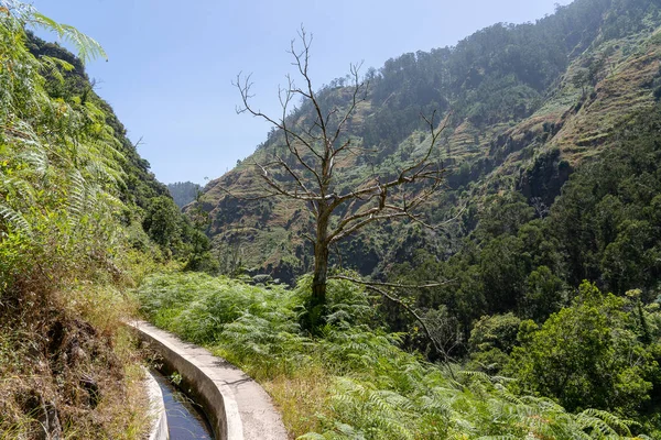 Pěší Stezka Podél Madeiry Levada Moinho — Stock fotografie