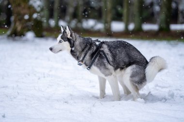 İri yarı köpek dışarıda kaka yapıyor.