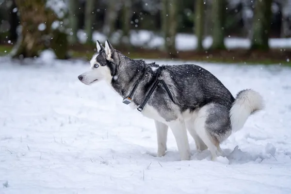 Husky Plemeno Pes Dělá Hovno Venku Stock Obrázky