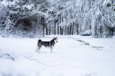 Sibirya Husky 'si avluda duruyor ve bir yerlere bakıyor.