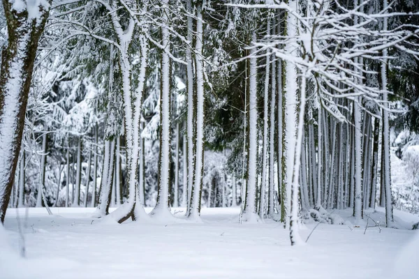 Winter Hintergrund Von Bäumen Und Ästen Mit Schnee Bedeckt — Stockfoto