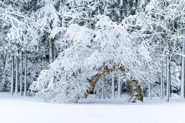 Зимний Фон Деревьев Ветвей Покрытых Снегом — стоковое фото
