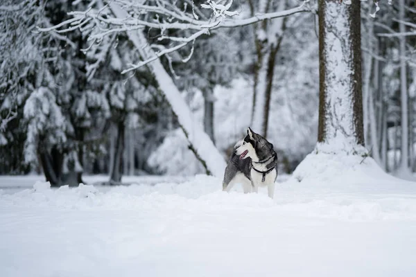 Siberiano Husky Pie Patio Buscando Algún Lugar — Foto de Stock
