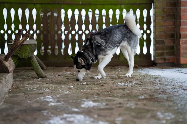Husky Siberiano Caminando Por Pared Algo Búsqueda — Foto de Stock