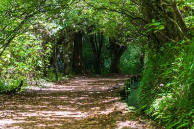 Levada 'daki ormanda yürüyüş yolu Caldeirao Verde Yolu, Madeira Adası, Portekiz.