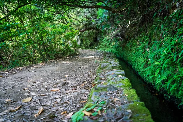 Turista Útvonal Erdőben Levada Caldeirao Verde Trail Madeira Sziget Portugália — Stock Fotó