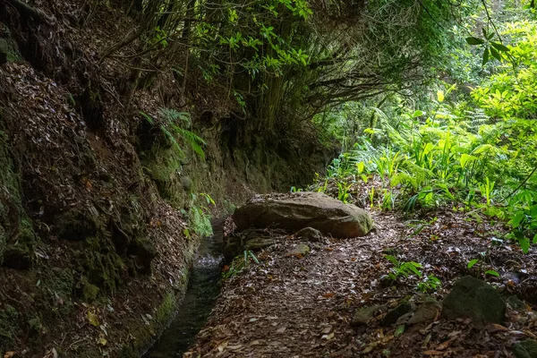 Turista Útvonal Erdőben Levada Madeira Sziget Portugália — Stock Fotó