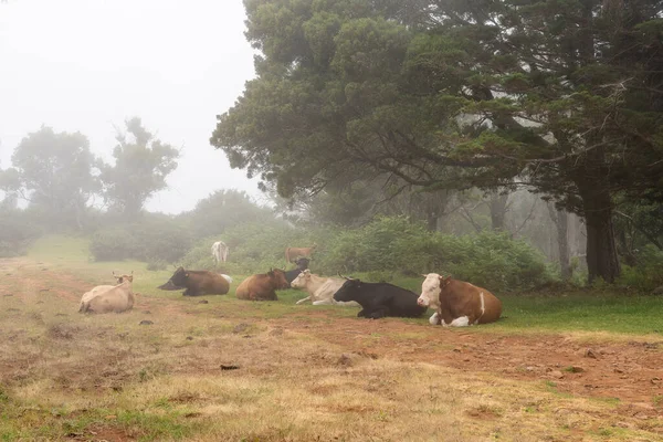 Vaches Sur Chemin Île Madère Été — Photo