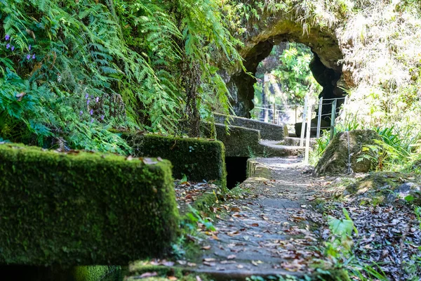 Path Caminho Pinaculo Folhadal Levada Madeira Island — стокове фото
