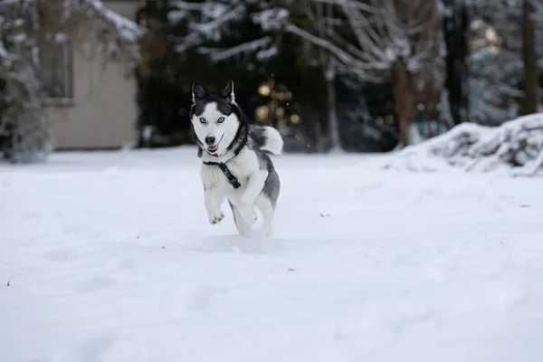 Rápido Correr Husky Siberiano Patio — Foto de Stock