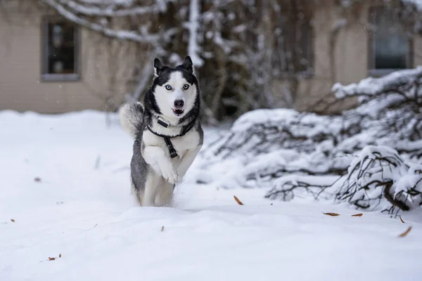 Rápido Correr Husky Siberiano Patio — Foto de Stock