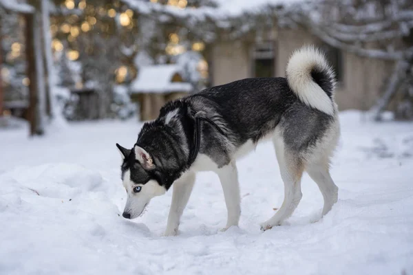 Siberiano Husky Pie Patio Olfatear Algo — Foto de Stock