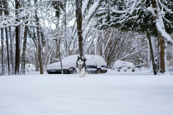 Rápido Correndo Siberiano Husky Quintal — Fotografia de Stock