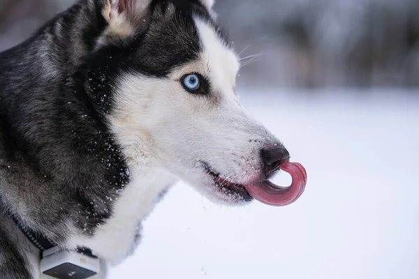 Siberiano Husky Pie Patio Lamiendo Nariz — Foto de Stock