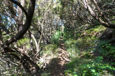Madeira adasının doğasında inanılmaz bir patika, dağlarda yürüyüş yapmasıyla ünlüdür..