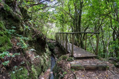 Levada dos Cedros - Fanal on the Island of Madeira