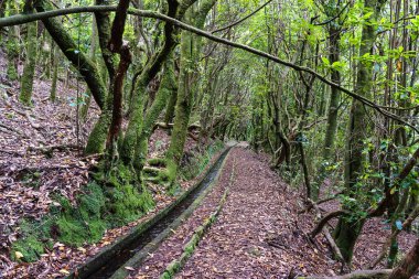 Levada dos Cedros - Fanal on the Island of Madeira