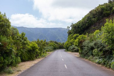 Empty road between bushes in Madeira island