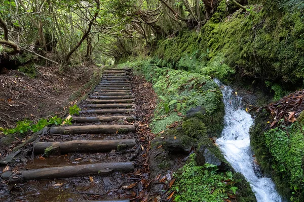 Levada Dos Cedros Fanal Island Madeira — Stock Fotó