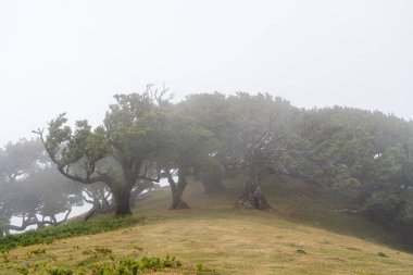 Portekiz 'deki Madeira Adası' ndaki Mistik Fanal Laurisilva Ormanı 'na bakın.