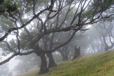 View at Mystical Fanal laurisilva forest at Madeira island, Portugal clipart