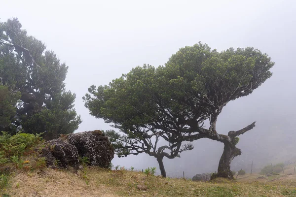 Vista Para Mística Floresta Laurisilva Fanal Ilha Madeira Portugal — Fotografia de Stock