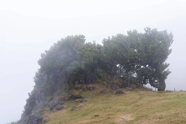 ポルトガル マデイラ島の神秘的なファナル ラウリシヴァの森での眺め — ストック写真