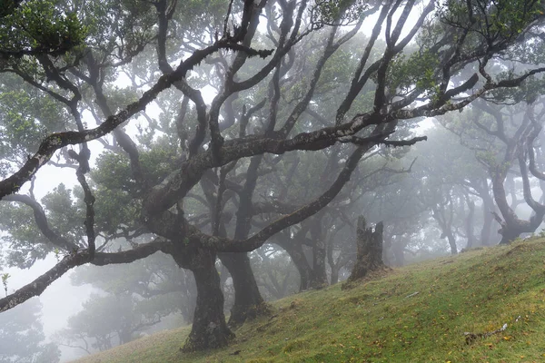 Pohled Mystical Fanal Laurisilva Forest Ostrově Madeira Portugalsko — Stock fotografie